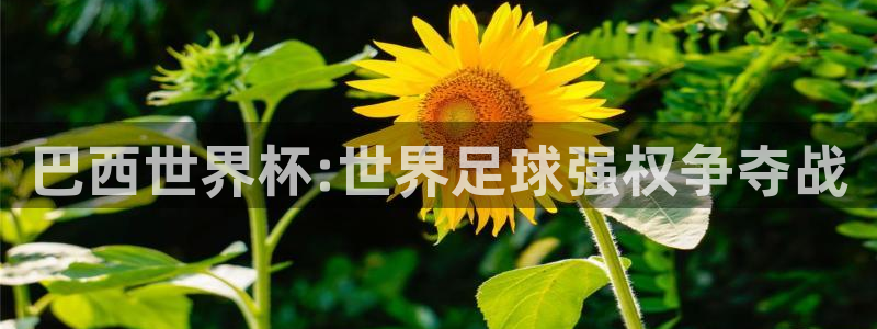 2026世界杯德国队阵容：巴西世界杯:世界足球强权争夺战