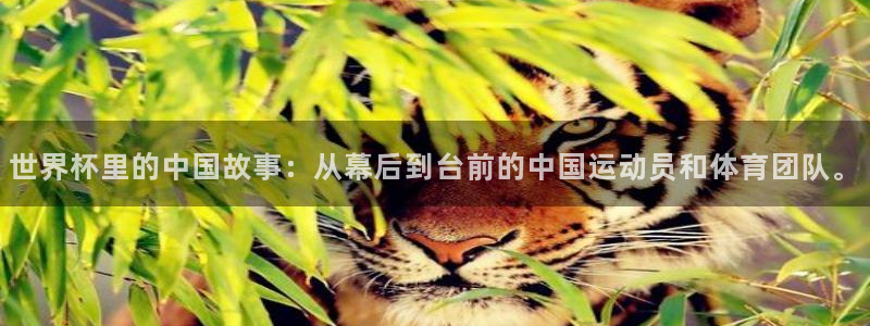 世界杯预选赛欧洲赛区赛程：世界杯里的中国故事：从幕后到台前的中国运动员和体育团队。