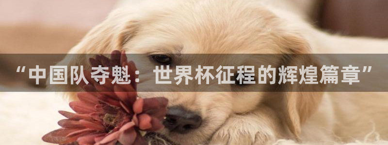 世界杯赛程2026：“中国队夺魁：世界杯征程的辉煌篇章”