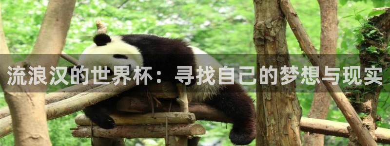 2026足球世界杯赛程时间表：流浪汉的世界杯：寻找自己的梦想与现实